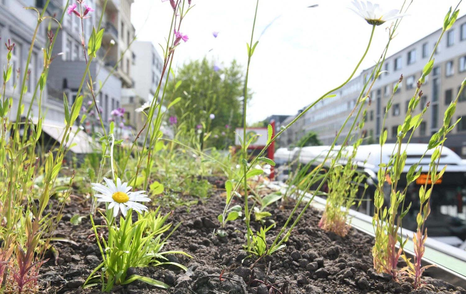 gründach-hamburg-bushaltestelle-planzen.webp