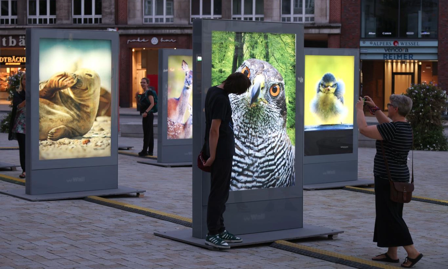 outdoor-galerie-tierfotografie-gänsemarkt-hamburg.webp