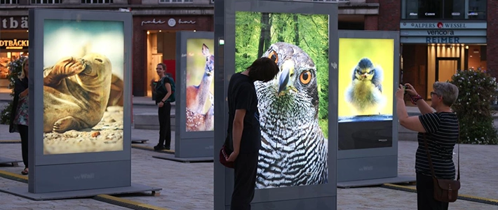 Outdoor-Galerie zeigt Tierfotos am Hamburger Gänsemarkt bei Dämmerung.